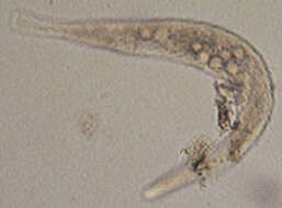 Image de Spirostomidae