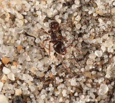 Image of Tetramorium caespitum (Linnaeus 1758)