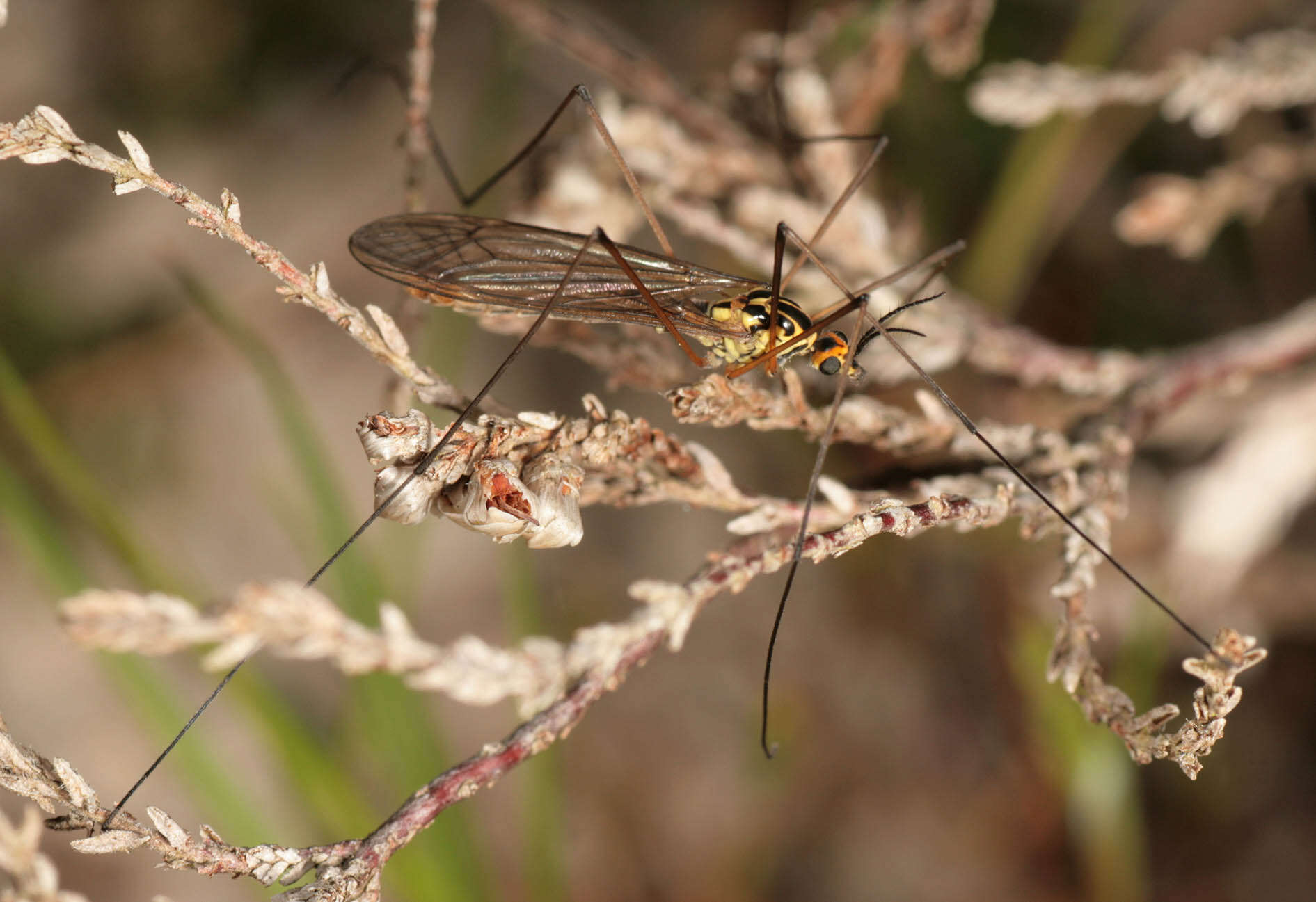 Sivun Nephrotoma submaculosa Edwards 1928 kuva