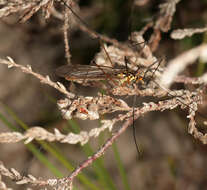 Sivun Nephrotoma submaculosa Edwards 1928 kuva