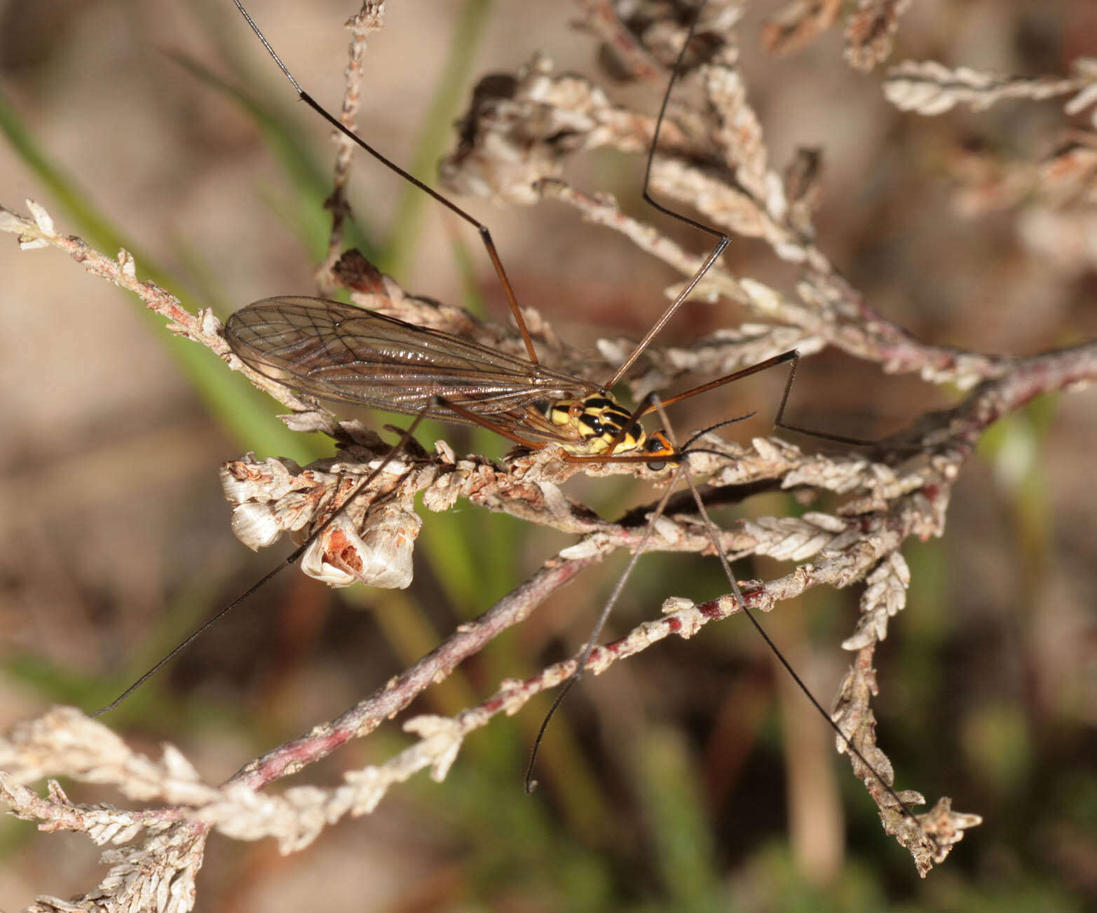 Sivun Nephrotoma submaculosa Edwards 1928 kuva