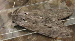 Image of convolvulus hawk moth