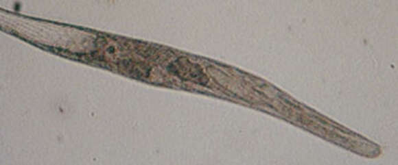 Image de Spirostomidae