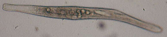 Image of Spirostomidae