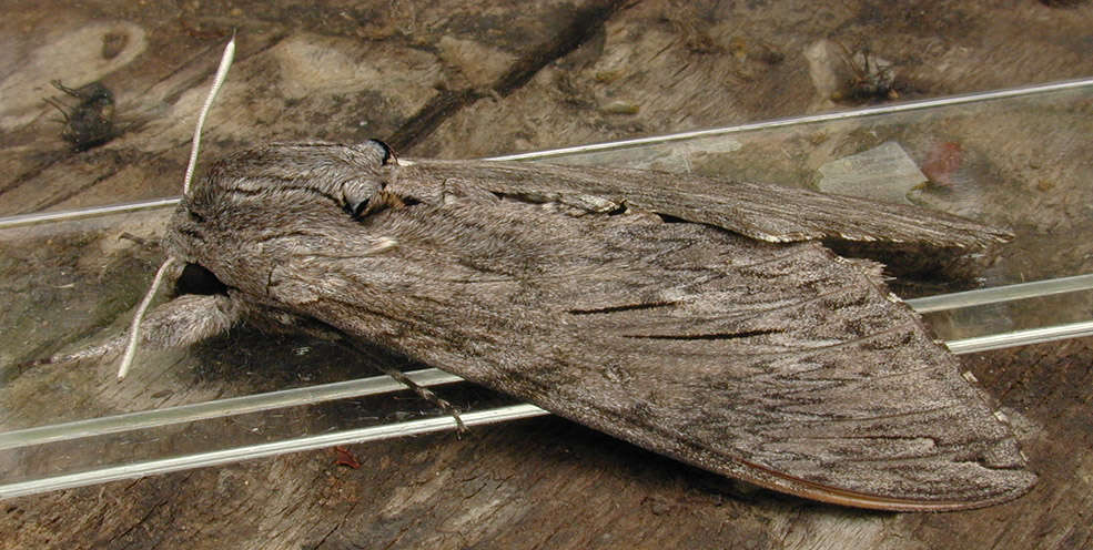 Image of convolvulus hawk moth