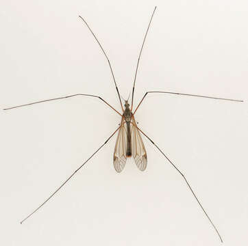 Image of Tipula (Acutipula) luna Westhoff 1879