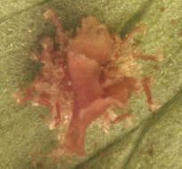 Image of Plantae