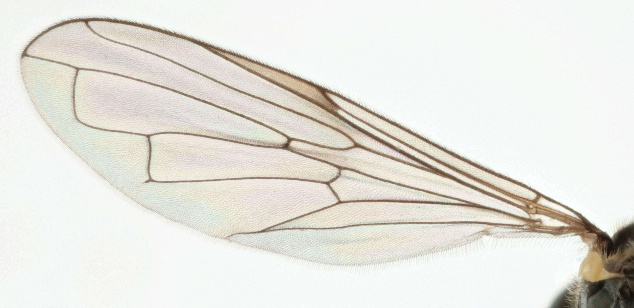 Image of Neoascia tenur (Harris 1780)