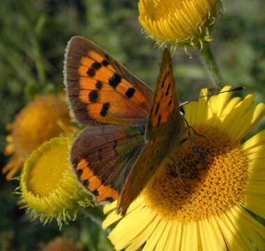 Imagem de Lycaena phlaeas (Linnaeus 1761)