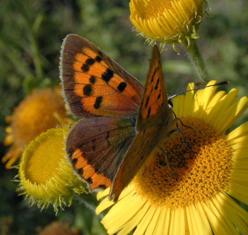 Image of Small Copper