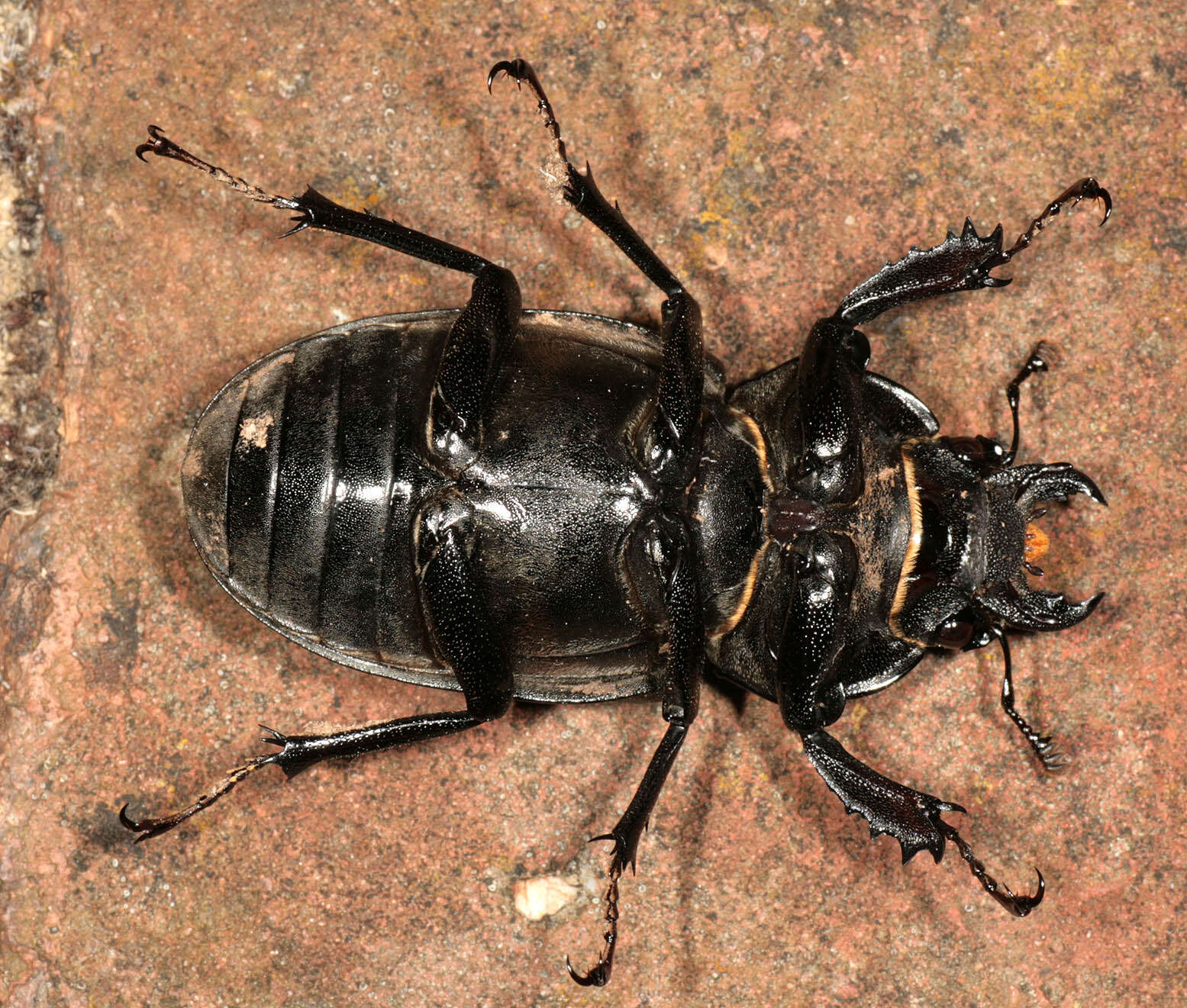 Image of Stag beetle