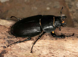 Image of Stag beetle