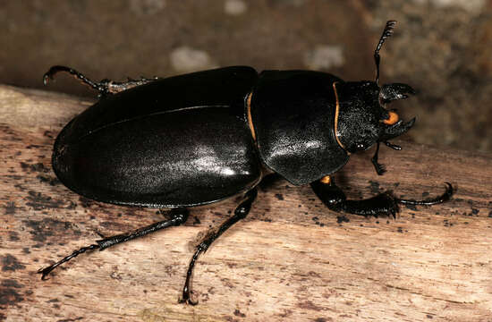 Image of Stag beetle