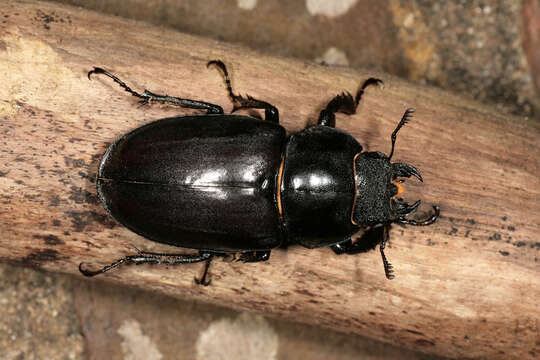 Image of Stag beetle