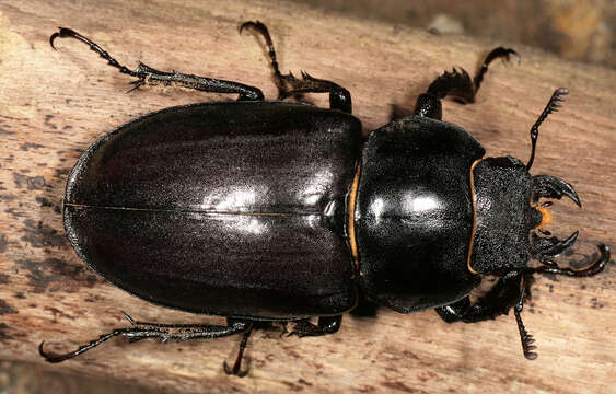 Image of Stag beetle