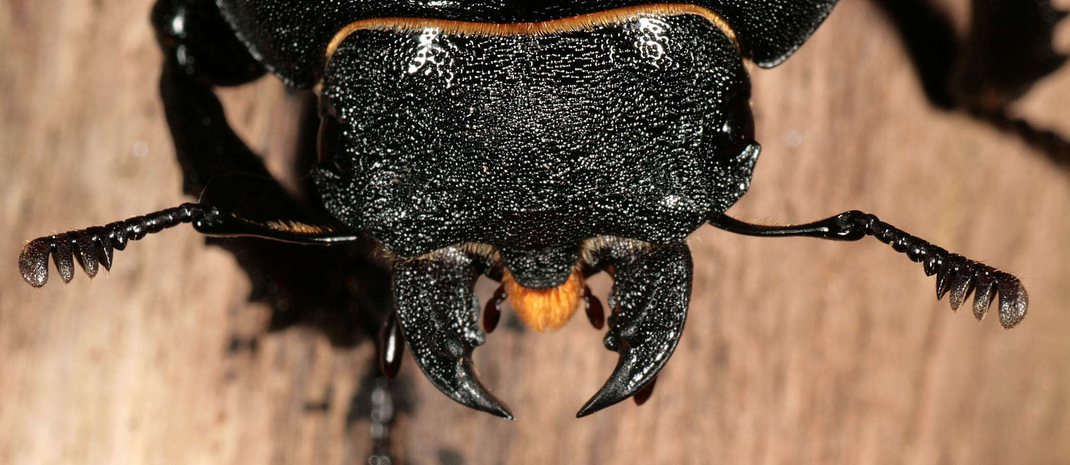 Image of Stag beetle