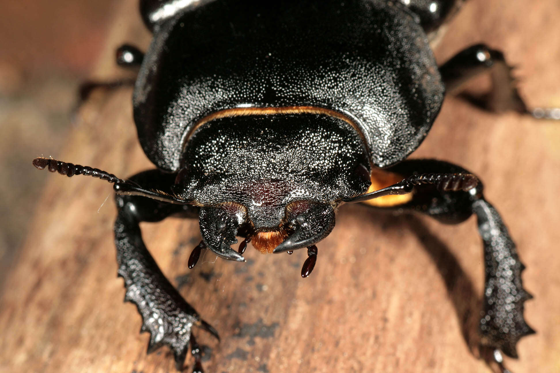 Image of Stag beetle