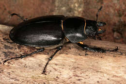 Image of Stag beetle