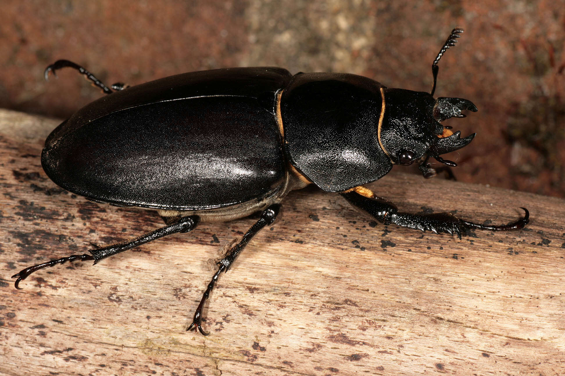 Image of Stag beetle