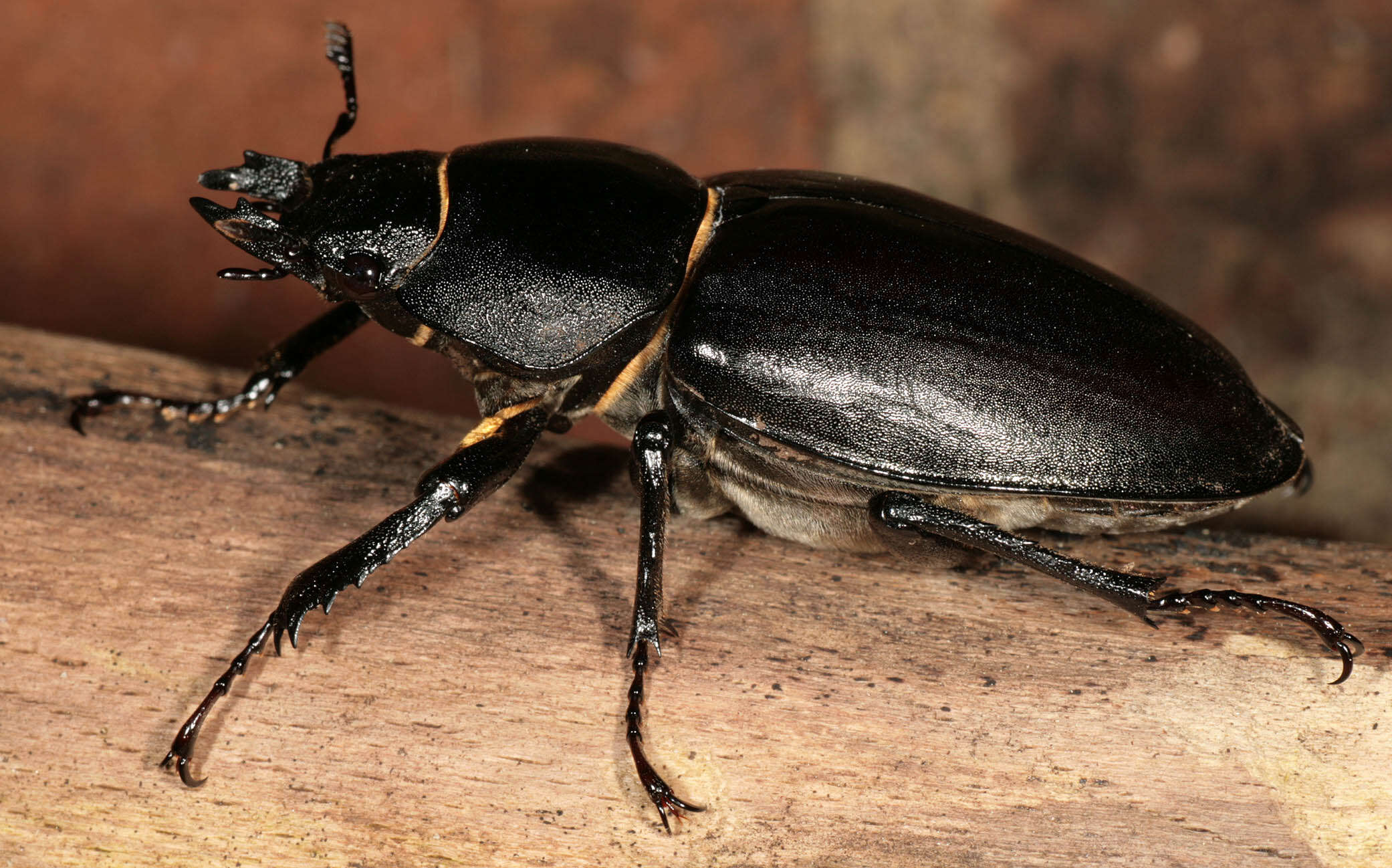 Image of Stag beetle