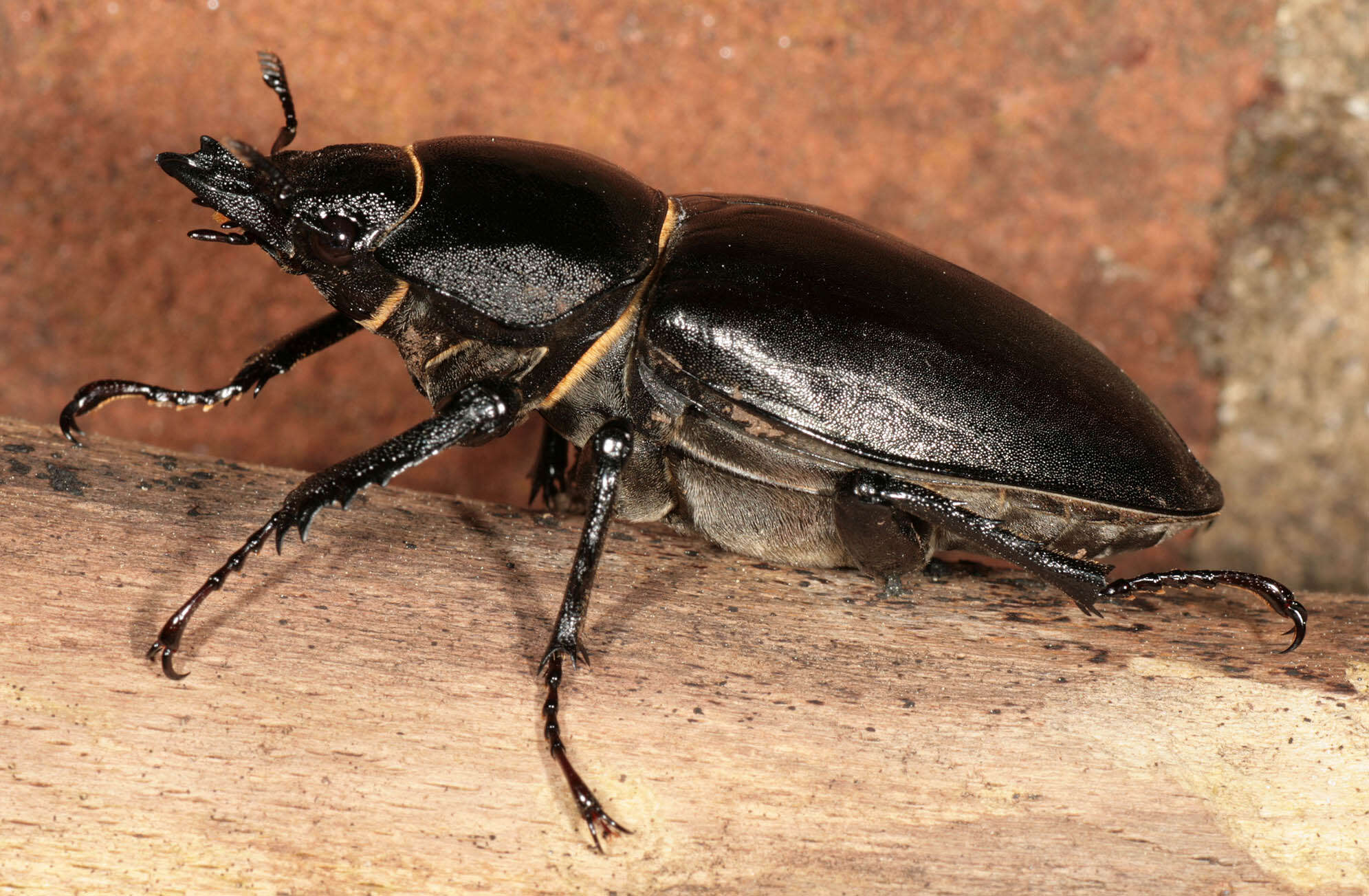 Image of Stag beetle