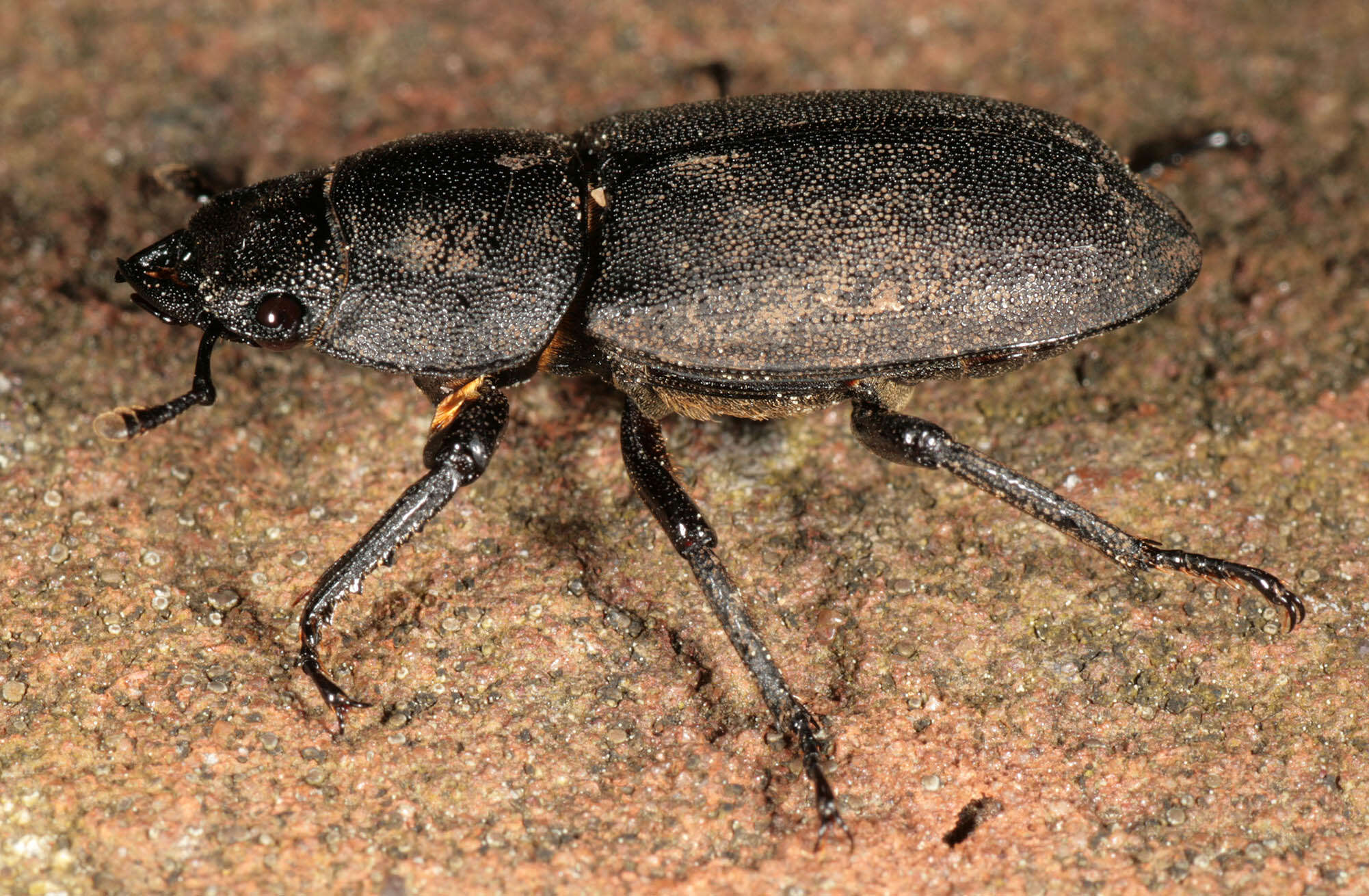 Image of Dorcus parallelipipedus (Linnaeus 1758)