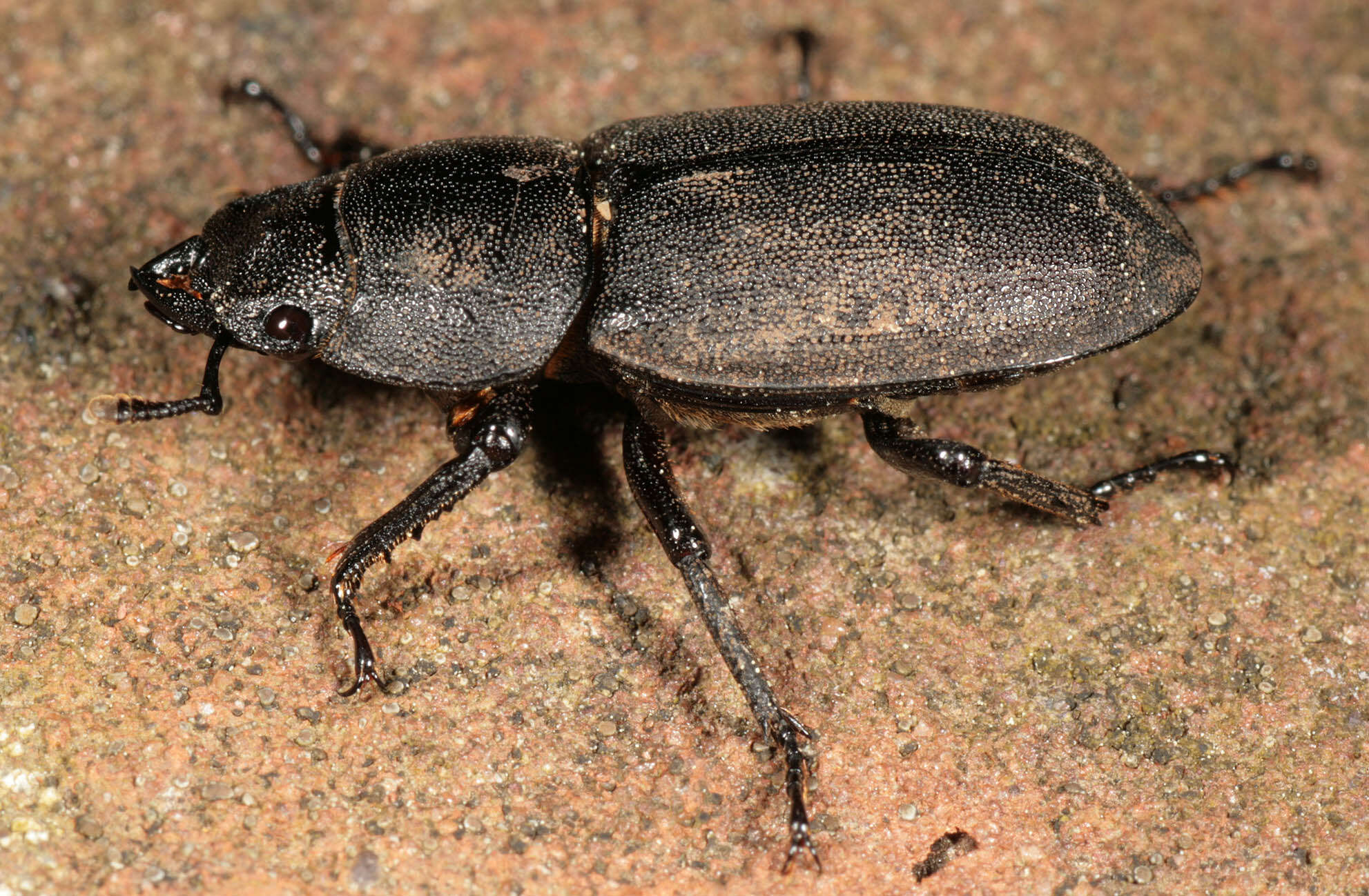 Image of Dorcus parallelipipedus (Linnaeus 1758)