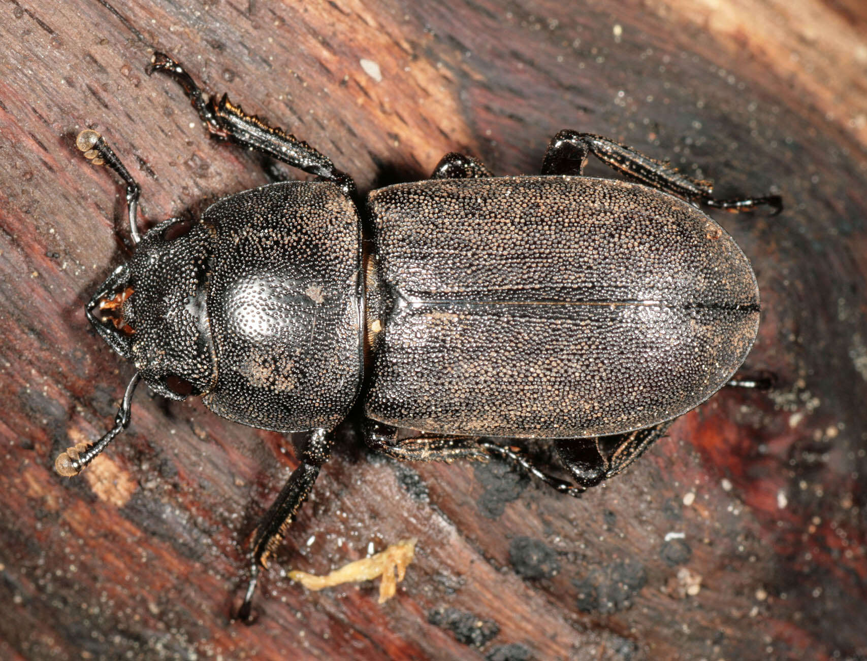 Image of Dorcus parallelipipedus (Linnaeus 1758)