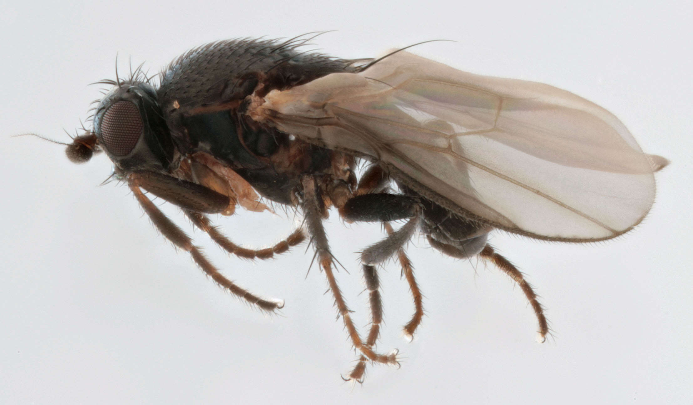 Image of Small dung fly