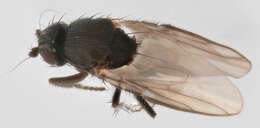 Image of Small dung fly