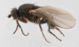 صورة Coproica vagans (Haliday 1833)