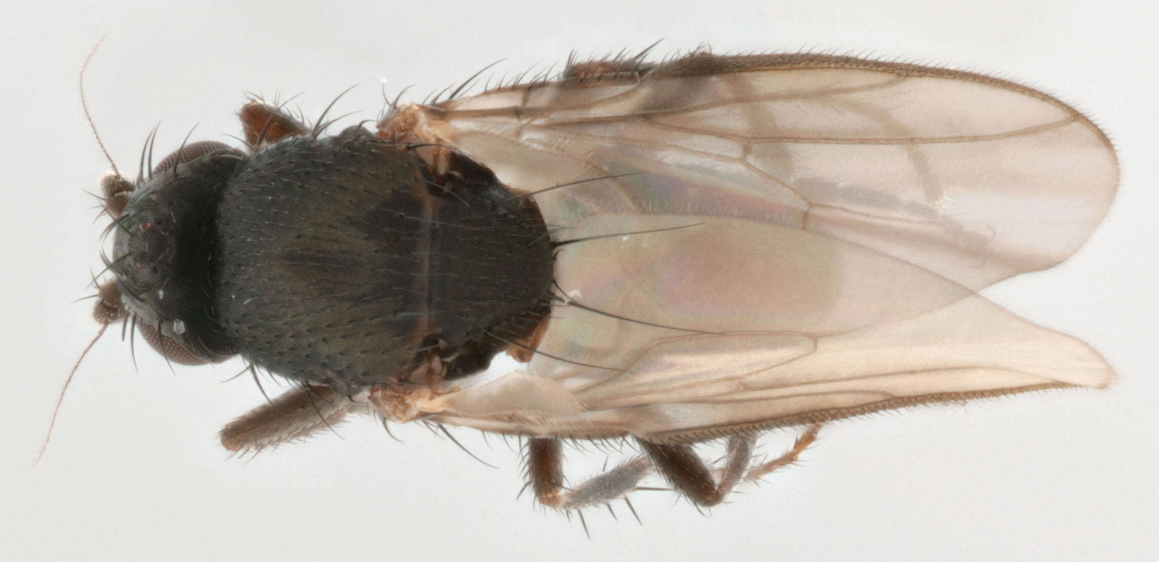 Image of Small dung fly