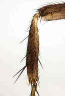 صورة Coproica vagans (Haliday 1833)