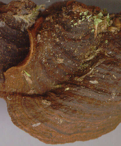 Image of Hymenochaete rubiginosa (Dicks.) Lév. 1846