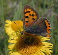 Image of Small Copper