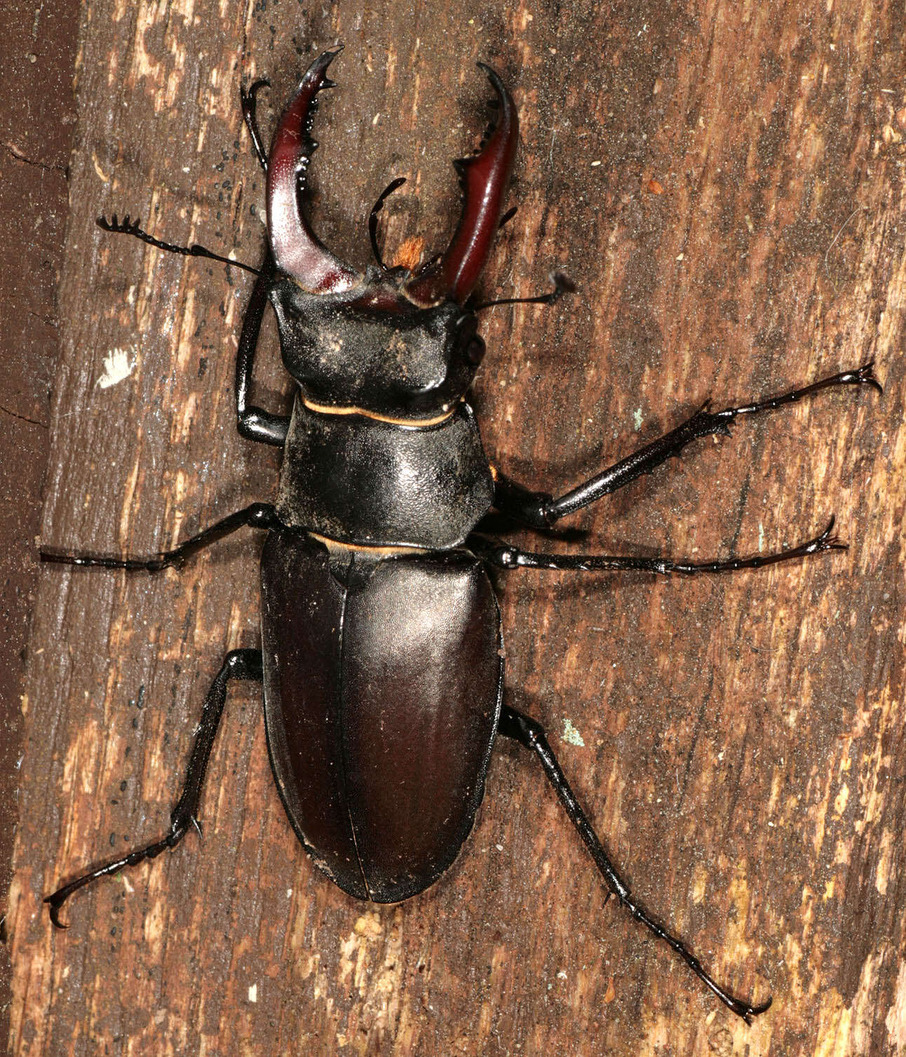 Image of Stag beetle