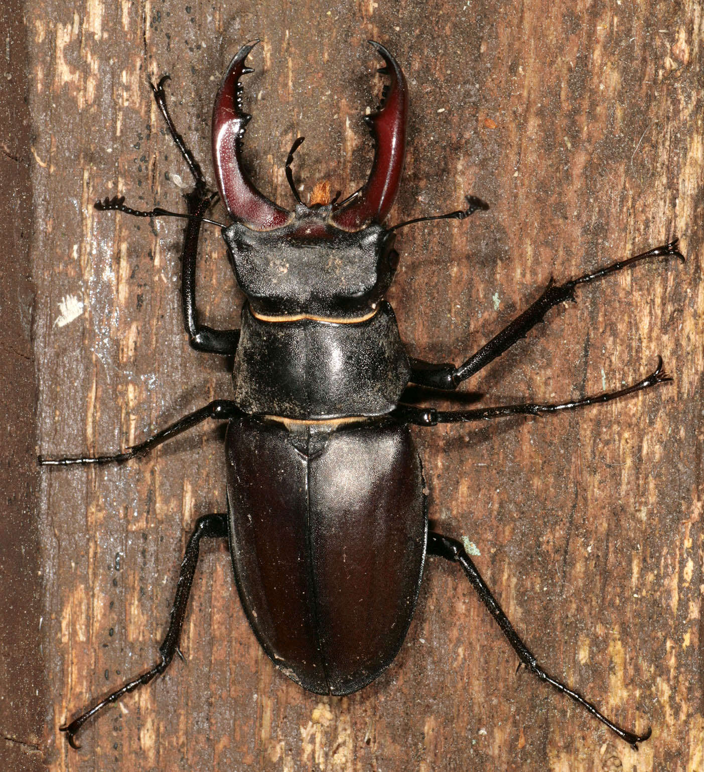 Image of Stag beetle