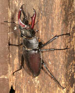 Image of Stag beetle