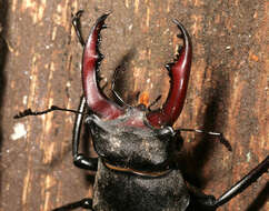 Image of Stag beetle