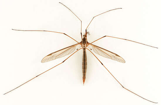 Image of Marsh crane fly