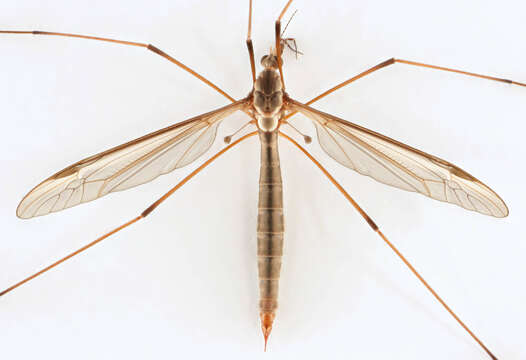 Image of Marsh crane fly