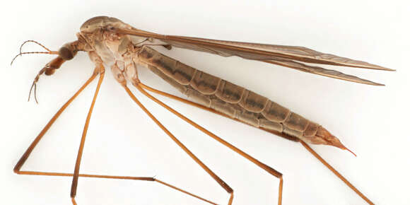 Image of Marsh crane fly