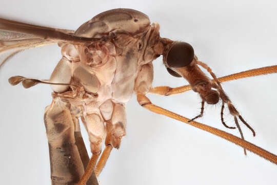 Image of Marsh crane fly