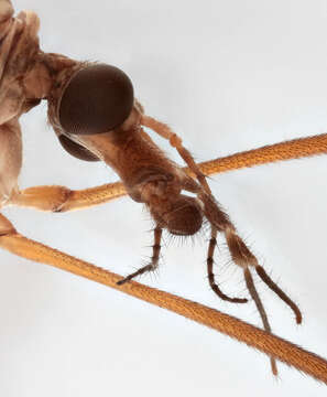 Image of Marsh crane fly