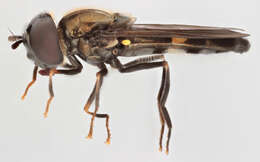 Image of Platycheirus rosarum (Fabricius 1787)