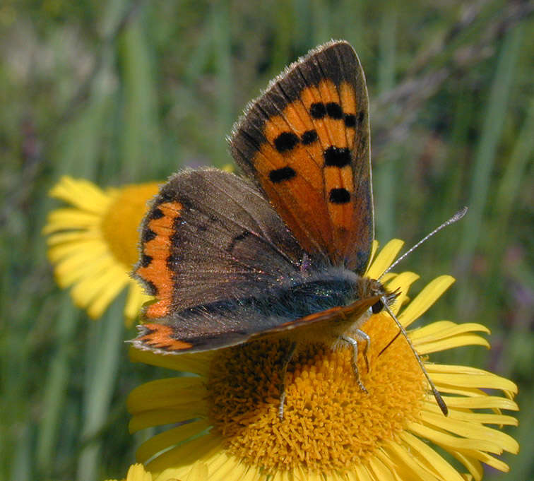 Image of Small Copper