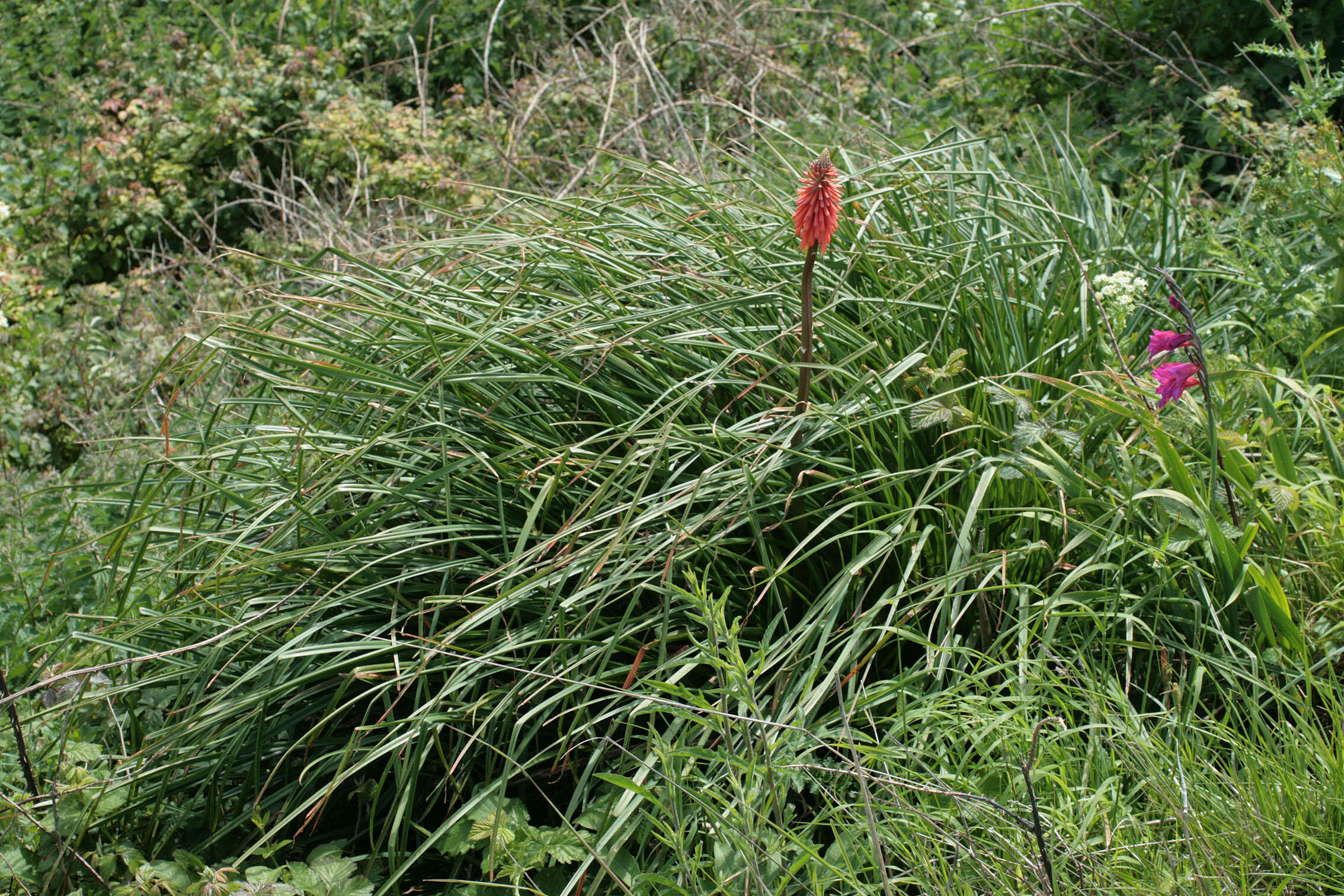 Imagem de Kniphofia uvaria (L.) Oken