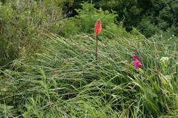 Image of Red hot poker