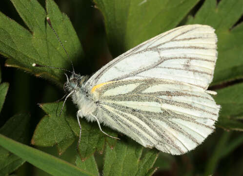 Plancia ëd Pieris napi (Linnaeus 1758)