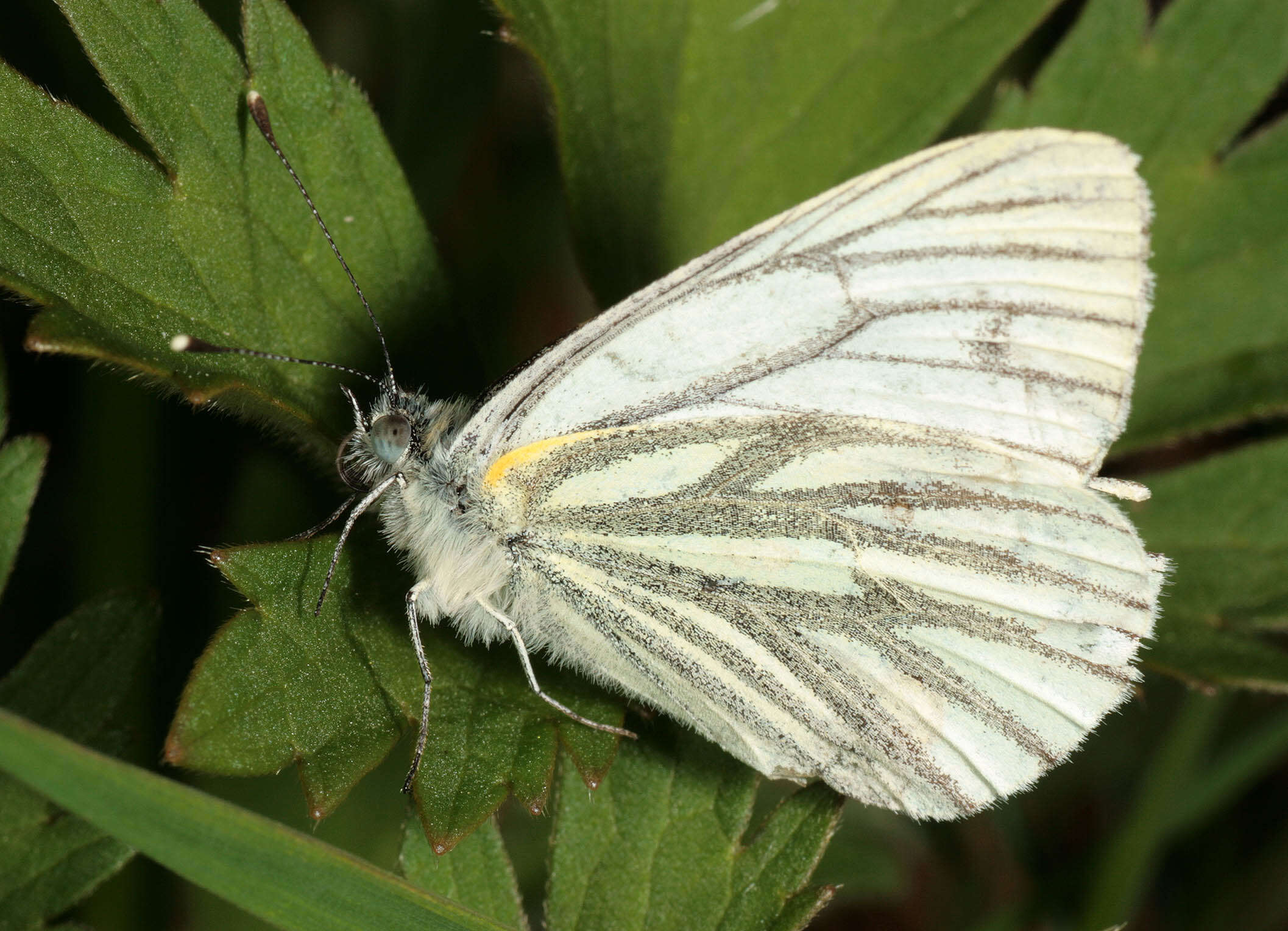 Image of green-veined white